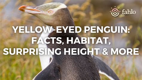 Yellow-Eyed Penguin: Facts, Habitat, Surprising Height & More | Fahlo - habitat of yellow eyed penguin