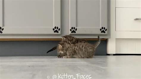 Caramel Kitten Instagram