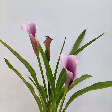 Purple Calla Lily - NurseryBuy