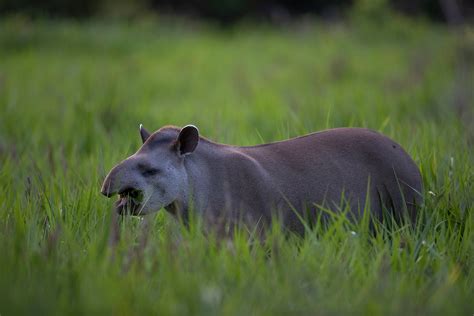 Tapirs in Brazil's Cerrado inspire research on human health & pesticides