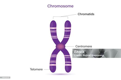 Image result for Chromosome Microarray Test