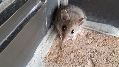 Durham Wildlife Removal: Why Do People Fear Mice?