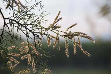 Desert plant collects water from air by excreting salt on its leaves ...