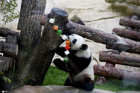 旅俄大熊猫“丁丁”和“如意”完成“第一次亲密接触”_凤凰网视频_凤凰网