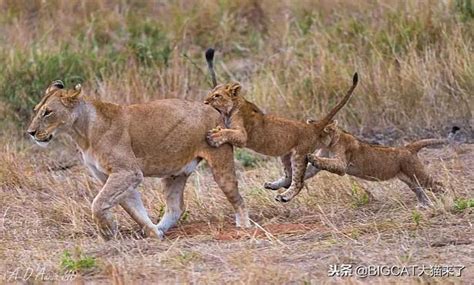 Image result for Advanced TreeView UI Design