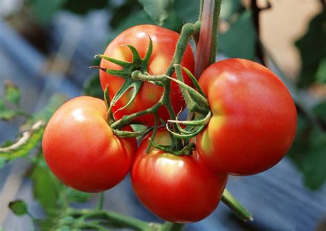 市面上西红柿是催熟的吗？吃了对身体有害吗？_乙烯