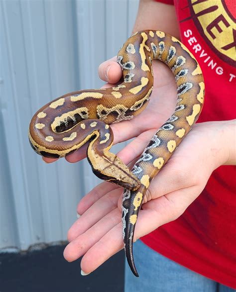 Image result for Red-tailed Python