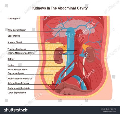 Human Kidney Location