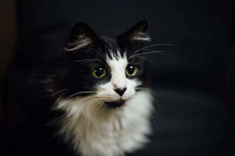 [100+] Tuxedo Cat Pictures | Wallpapers.com