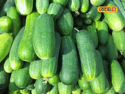 દેશી કાકડી ઉગાડવાની રીત - How to grow desi cucumbers | - News18 Gujarati