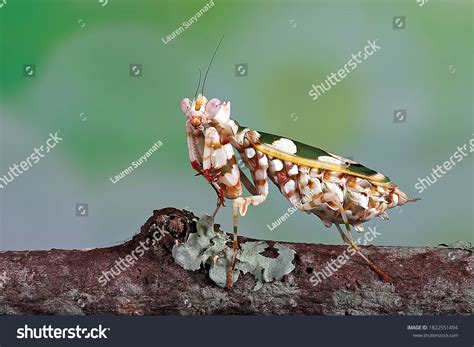 African Spiny Flower Mantis