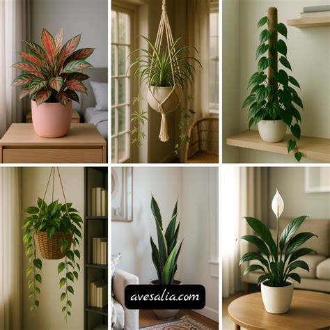 Low Light House Plants: Bringing Green to Shady Spaces – Avesalia