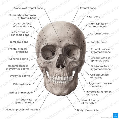 Skull: Anatomy, structure, bones, quizzes | Kenhub