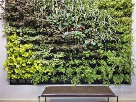 Indoor Living Wall