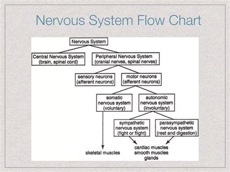 Nervous System Presentation | PDF