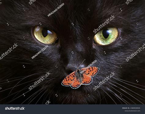 39+ Thousand Gato Con Alas Royalty-Free Images, Stock Photos & Pictures ...