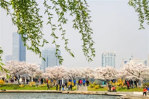 2023南京玄武湖樱花什么时候开-南京玄武湖樱花在哪里游玩攻略-趣丁网