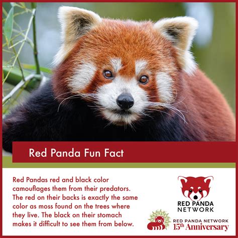 Red Pandas Habitat Facts