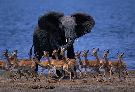 Download wallpaper 1920x1305 wildlife africa, elephant, duiker, pygmy ...