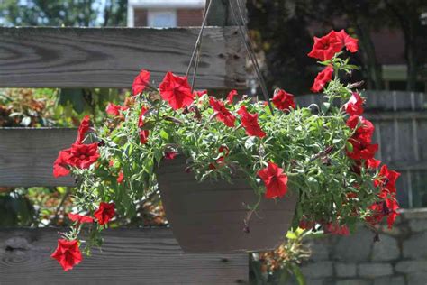 As Indian homes grow smaller, hanging baskets are an easy way to ...
