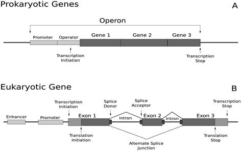 Eukaryotic Gene Structure