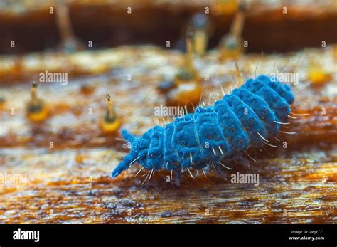 Image result for Green Springtail