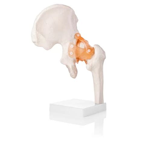 Hip Joint Model With Ligaments - Life Size – HomoSapiens