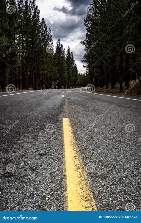 Jeffrey Pine Trees Forest on Mammoth Scenic Loop Road in Mammoth Lakes ...