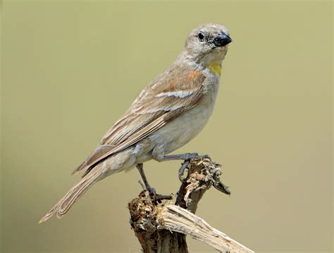 Chestnut-Shouldered Petronia | President of India