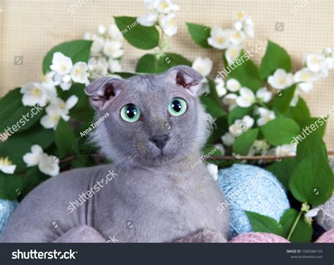 124 Ukrainian Levkoy Cat Images, Stock Photos & Vectors | Shutterstock