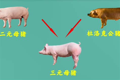 中国土猪濒临灭绝，堪称“熊猫猪”的土猪，和洋猪到底有什么区别 - 每日头条
