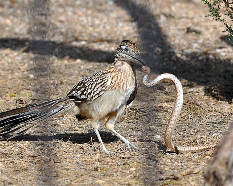 Greater Roadrunner Battles Snake | Greater roadrunner, Beautiful birds ...