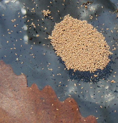 Image result for Springtail Jump