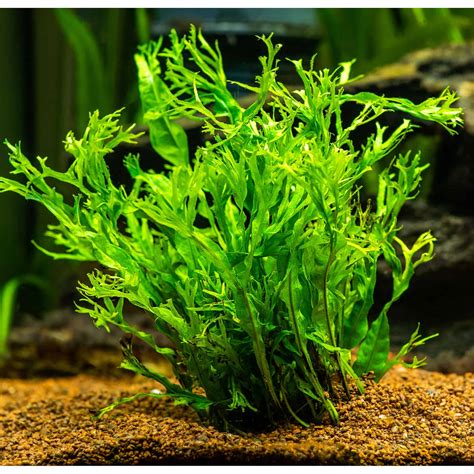 Image result for Windelov Java Fern