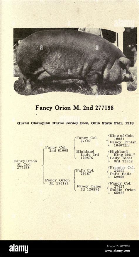 This text details the history and development of the Duroc breed of pig ...