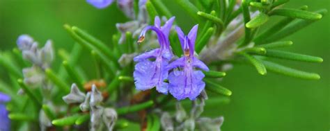 迷迭香的花期在几月份 了解迭迭香的开花时间 - 养花知识 - 绿植迷