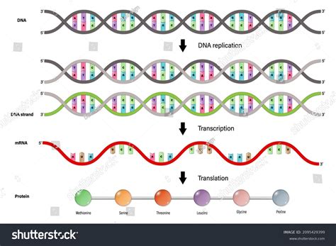 Diagram Dna Replication Transcription Translation Stock Vector (Royalty ...