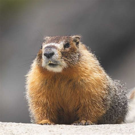 Exploring State Animals: Discover Fascinating State Mammal Facts – 50states