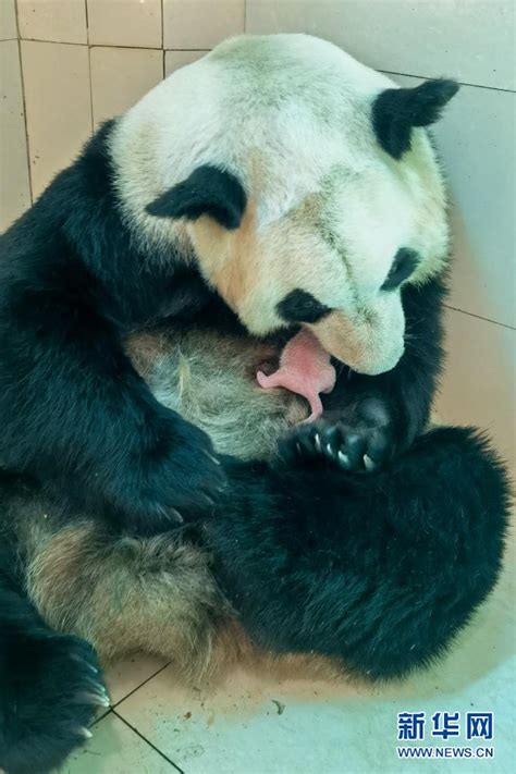 中国大熊猫保护研究中心喜迎两胎四仔熊猫宝宝-中国科普网