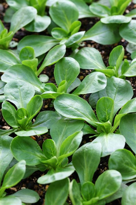 French Corn Salad Seeds - Heirloom – Hometown Seeds