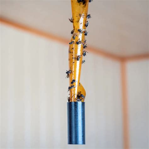 What do flies symbolize in the Bible? - Bible Wings