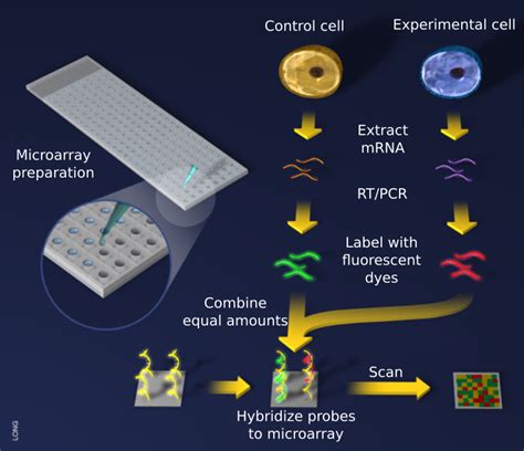 Microarray Analysis Explained 的图像结果
