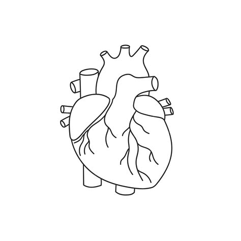 Premium Vector | Human heart icon outline vector medical organ anatomy body