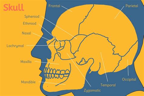 Human Backbone Evolution Chart 的图像结果