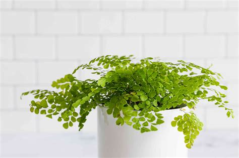 Maidenhair Fern: Indoor Plant Care & Growing Guide