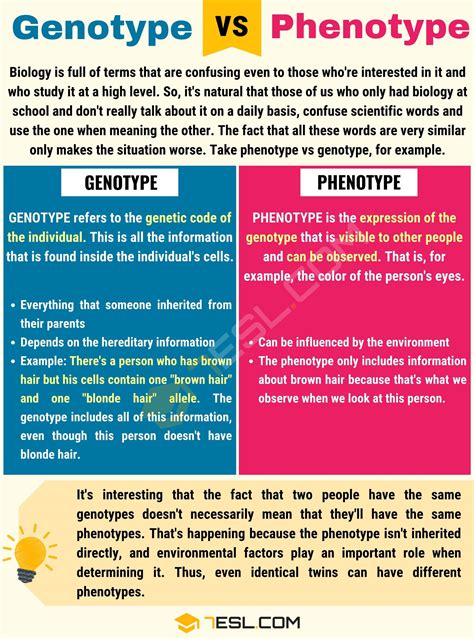 Explain the Difference Between a Genotype and Phenotype - Kadyn-has-Miles