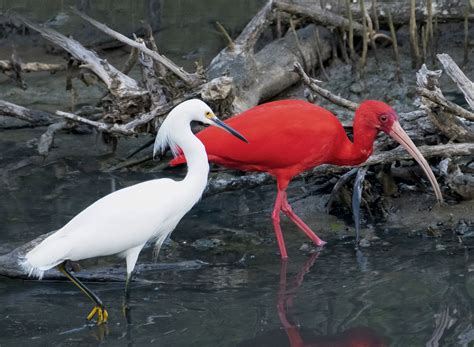 St. John Scarlet Ibis Said Goodbye Again to Snowy Egret Friend | St. Thomas Source