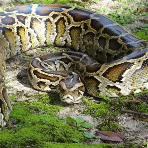 Image result for Python for Data Science Freecodecamp