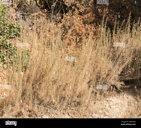 California sagebrush (Artemisia californica) Plantae Stock Photo - Alamy