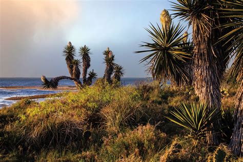 Explore Rio Grande Valley Wilderness at Laguna Atascosa National ...
